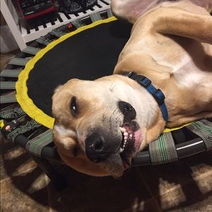 Meet your Posher, Thomas